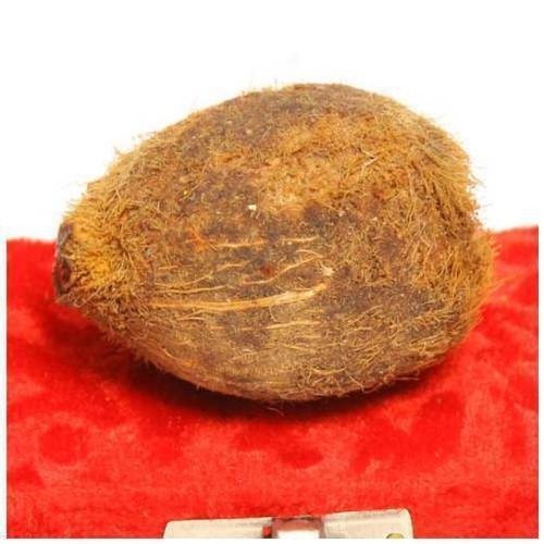 Narial Daryai | 20gm | ناریل دریائی