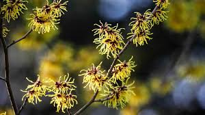 WITCH HAZEL OIL (15ml) پت جھاڑ کی جھاڑی کا تیل