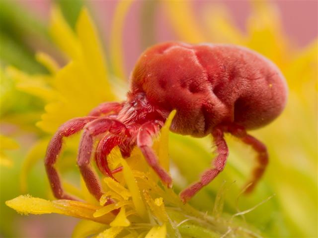 RED VELVET MITE OIL (25ml) روغن بیربہوٹی