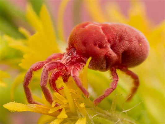 RED VELVET MITE OIL (25ml) روغن بیربہوٹی