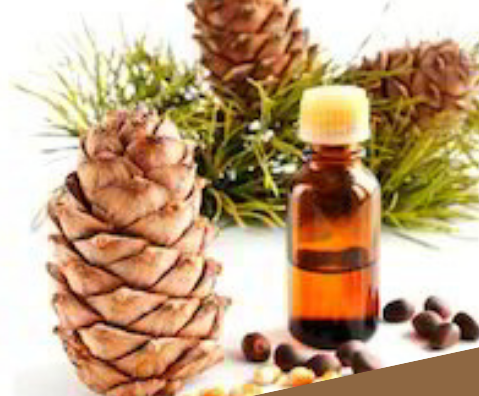 CEDAR WOOD OIL (15ml) روغن دیار لکڑی