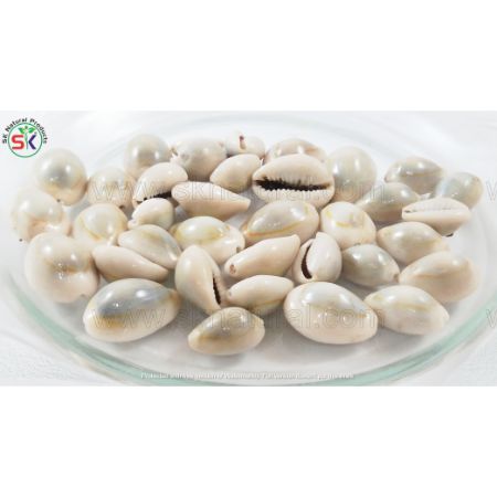 Khurmehra Safaid | خرمھراسفید