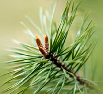 PINE OIL (15ML) روغن صنوبر