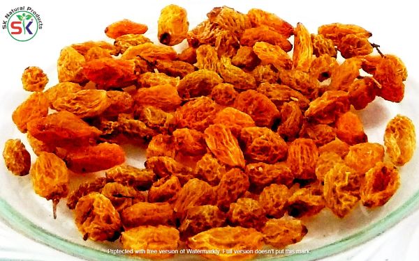 Sogi سوگی