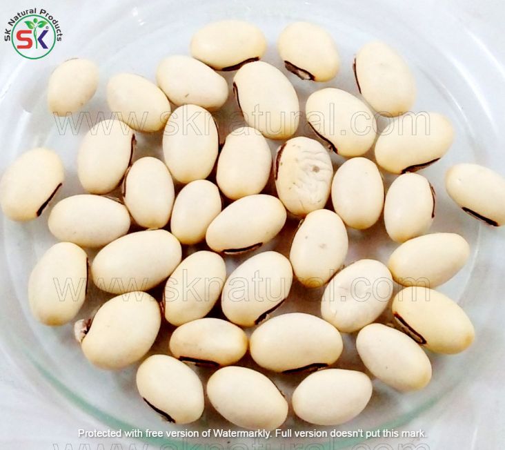 Tukhm e Konch (100gm)  تخم کونچ