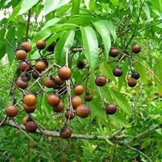 WASHNUT OIL (60ml) روغن ریٹھا