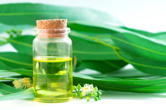 EUCALYPTUS OIL (15ml) روغن سفیدہ