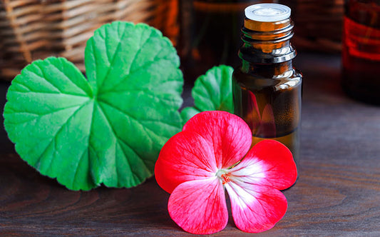 GERANIUM OIL (15ml) روغن گل شمعدانی