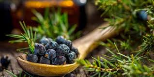 JUNIPER OIL (15ml) روغن صنوبر