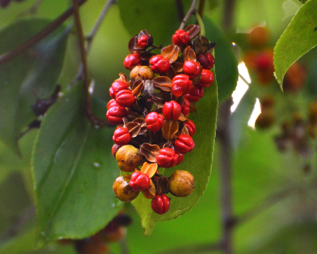 STAFF TREE OIL (25ml) روغن مالکنگنی
