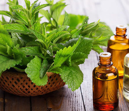 TEA TREE ESSENTIAL OIL (15ml) ٹی ٹری آئل